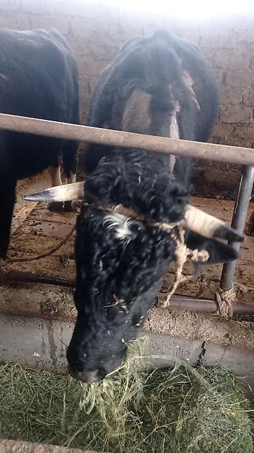 Коровы, быки: Продаю | Бык (самец) | Полукровка | На откорм | Племенные at lalafo.kg — 8 Коровы, быки: Продаю | Бык (самец) | Полукровка | На откорм | Племенные — 8