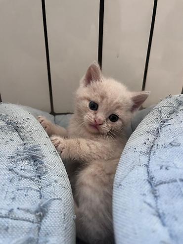 Pişiklər: Britan — 8