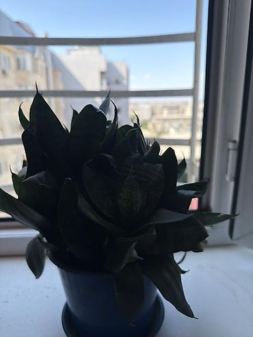 ayn: Комнатные растения в горшках 1) Эуфорбия Миля (Euphorbia milii — 3