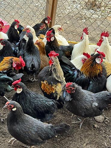 Куры, петухи: Продаю | Петух, Куры at lalafo.kg — 5 Куры, петухи: Продаю | Петух, Куры — 5