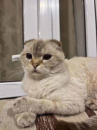 şotland pişiyi balası: Şotland, Erkək, Pulsuz çatdırılma — 2