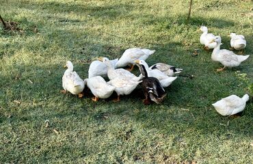 hinduşqa yumurtası: Dişi, | Kuban, Yumurtalıq, Ünvandan götürmə, Pulsuz çatdırılma