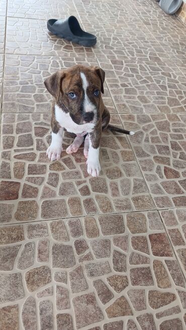 pitbul ıt: Питбуль, 1 месяц, Самец, Платная доставка