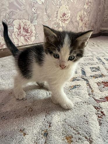 отдам в добрые руки: Котята.Все трое мальчики.Милые,здоровые,чистые,шустрые.Ищут — 4