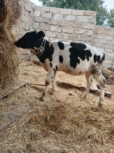 Inəklər, öküzlər: Danalar satılır damazlıq ve etlik unvan Bine qesebezi — 8