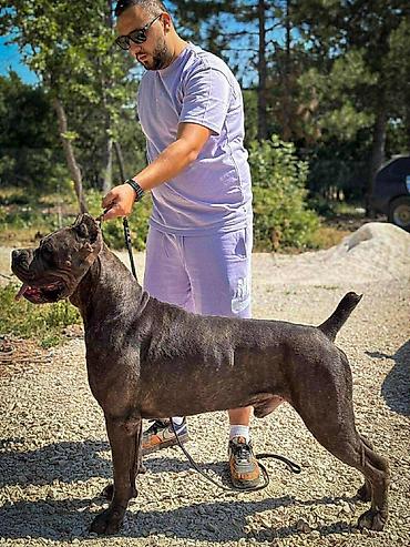 Psi: Dostupni za rezervaciju stenci Cane Corso iz registrovane — 17