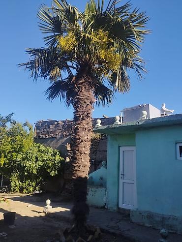 palma gülü: Trachycarpus fortunei (vəfan palmı) – dekorativ xurma ağacı - Növ — 1