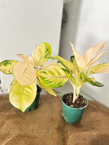 Другие комнатные растения: Представляем ассортимент декоративно-лиственных растений, которые — 8