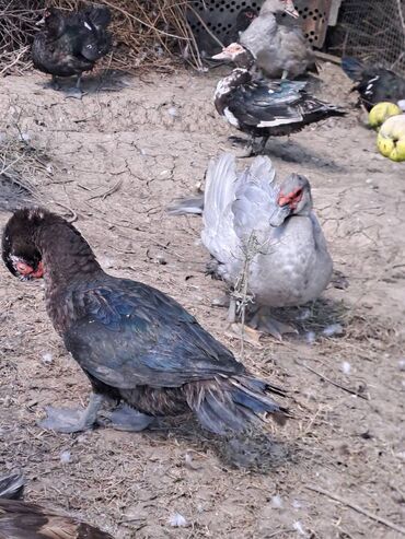 Quş: Salam lal ördəklər satılır .Fərələr 25 xoruzlar 35 azn .Fərələr — 7