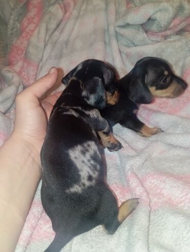 Продажа собак: Такса, 1 месяц, Самка — 3