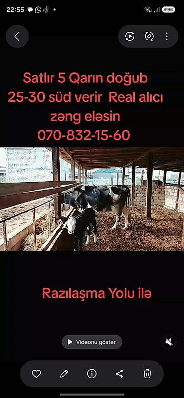 heyvan satisi: Dişi, Holsteyn, il: 5, Südlük — 3