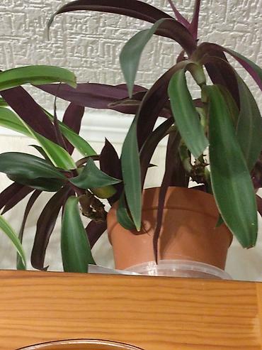 Хлорофитумы: Цветы от 150 сом, комнатные адаптированые. Алоэ Вера детки, Алоэ — 8