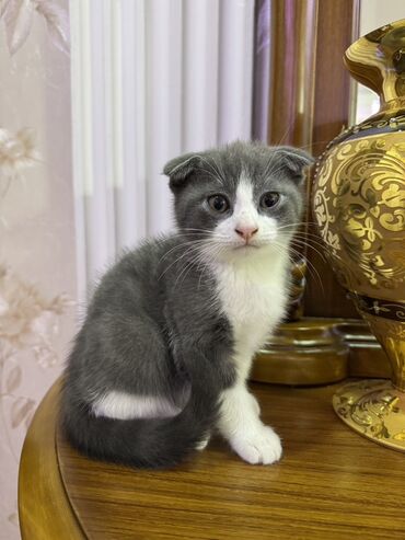 шотландский вислоухий котенок: Шотладская вислоухая, В добрые руки