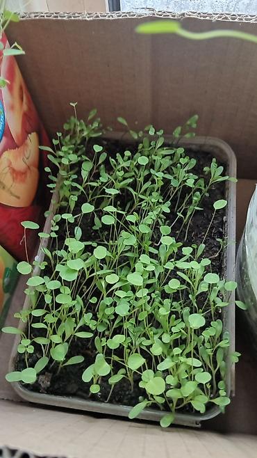 Кормовые растения: Семена кормовых растений: Эспарцет, Самовывоз, Бесплатная доставка, Платная доставка — 8