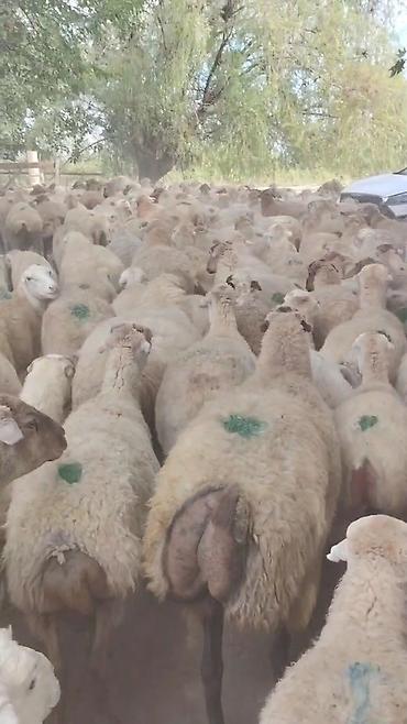 qara pisik satisi: Dişi, il: 1, Damazlıq, Pulsuz çatdırılma — 3