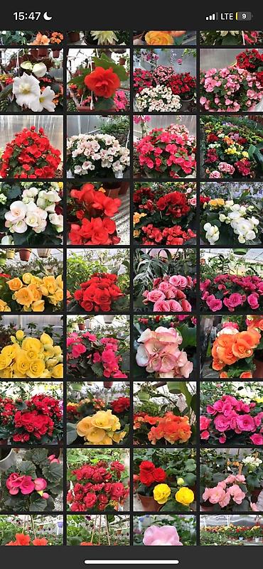 Другие виды семян и саженцев: Бегония, есть разные сорта — 4