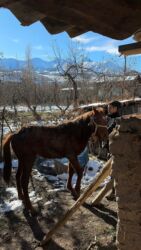 Другие животные: Кунан 1,5 жаш — 9