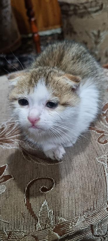 Животные: Продам Котёнка — 1