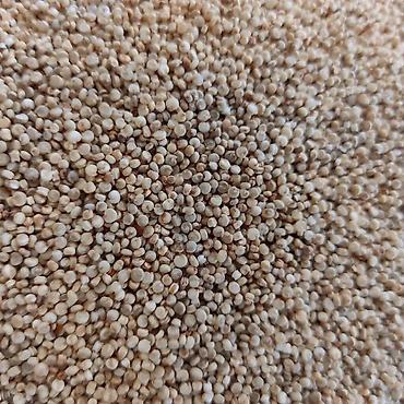 kefir mayası qiyməti: KİNOA – TOPDAN SATIŞ 🌱 Təbii kinoa toxumu Kinoa qlütensiz, zülal və — 1