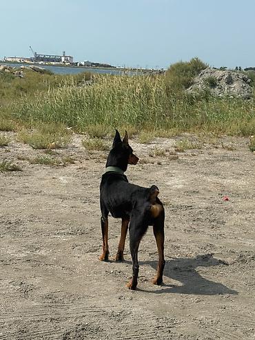 etibarlı ellere it: Doberman — 2
