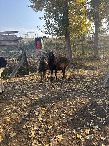продам пшеницу оптом: Сатам | Ургаачы кой (ургаачы) | Гиссар | Көбөйтүү үчүн | Асыл тукумдуу, Ургаачы