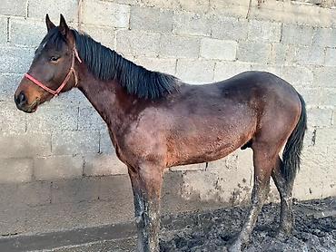 Лошади, кони: Продаю | Жеребец | Рабочий — 14