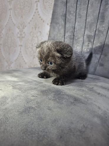 Кошки: Шотландская вислоухая — 4
