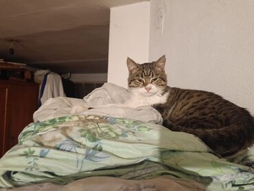 Отдам даром кошку: КОШКИ И КОТЯТА У НАС ПРИЮТ любой окрас есть можете выбрать у нас — 3