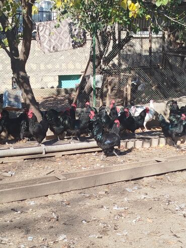 купить аквариум в баку: Toyuq, Ətlik