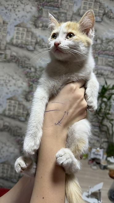 кошка золотая шиншила: Котёнок, окраска бело-рыжая (пятнистый), короткошёрстный. Большие — 3