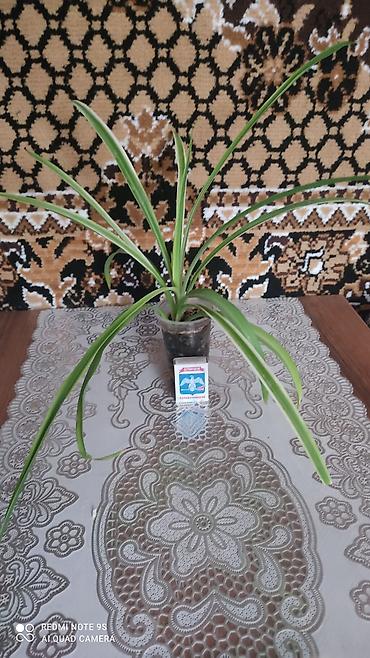 Другие комнатные растения: Хлорофитумы. распродажа Хлорофитум - можно по праву назвать — 5