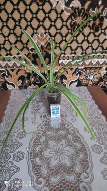 Хлорофитумы: Хлорофитумы. распродажа Хлорофитум - можно по праву назвать — 19