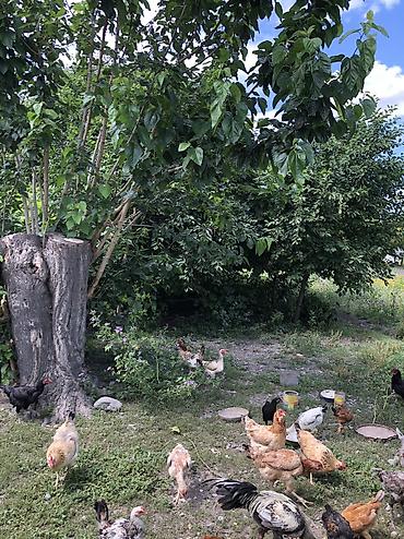 Torpaq sahələrinin satışı: 10 sot, Tikinti, Mülkiyyətçi, Kupça (Çıxarış) — 12