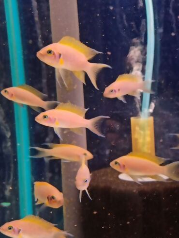 akvarium baliqlar: Yırtıcı