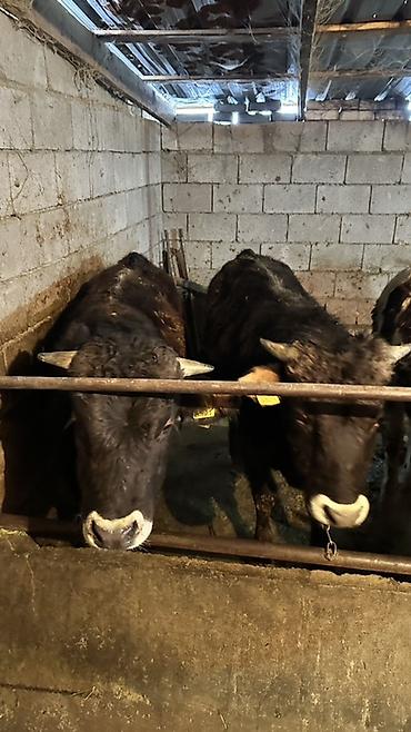 Коровы, быки: Продаю | Бык (самец) | Полукровка | На откорм | Привязанные — 1