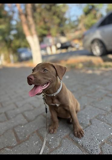 pitbul erkek: Pitbul, 2 ay, Erkək, Peyvəndli, Pulsuz çatdırılma — 1