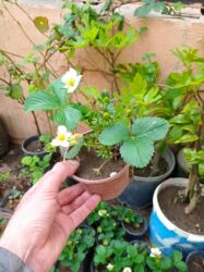 Şitillər: Murano çiyələk stilləri satılır .ilboyu məhsul dərmey olur .isdixana — 13