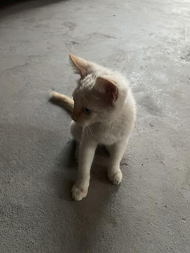 Мышыктар: Котята-домоседы, короткошёрстные. - Окрас: один тигровый — 9
