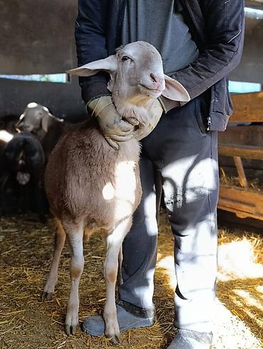 Баран, овца: Продаю | Баран (самец) | Для разведения | Племенные — 10