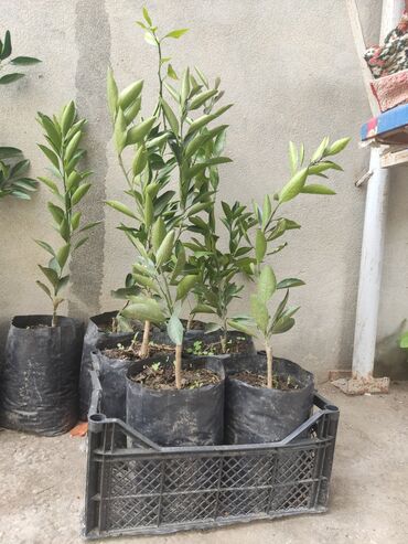 uzum agaci: Limon 🍋 Mandalin 🍊Apersin 🍑Kinkan Xurama ağaclar satışı bizde buyurun