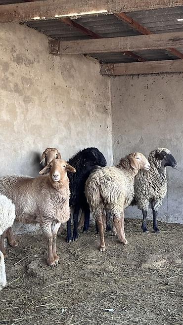 Баран, овца: Продаю | Овца (самка) | Для разведения | Матка — 1