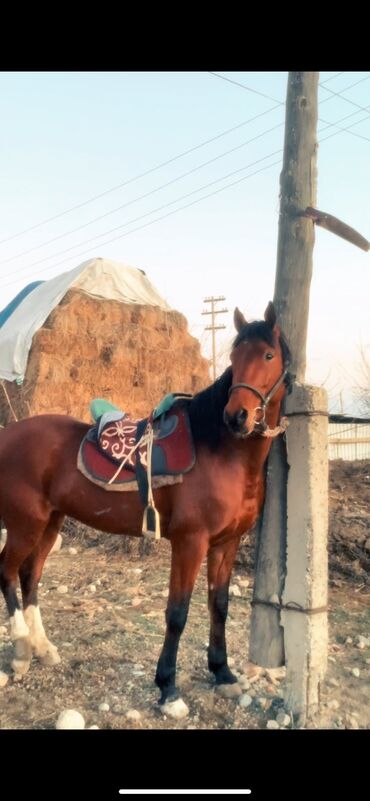 животные лошади: Продаю | Конь (самец) | Конный спорт