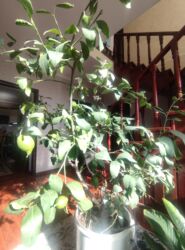 умывальник садовый: Домашний лимон (цитрус в горшке) Цветущое,плодоносящое лимонное at lalafo.kg умывальник садовый: Домашний лимон (цитрус в горшке) Цветущое,плодоносящое лимонное