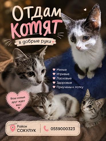кошки бишкек купить: Котята, домашние, короткошёрстные. район сокулук - Окрас — 1