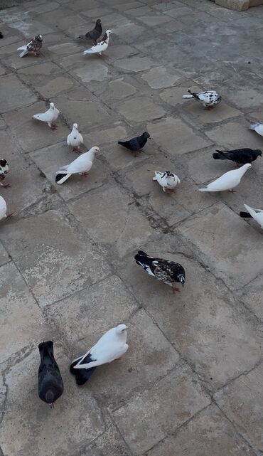 Çəngəllər: Quşlar sezonu tutulan quşlari hamsi satilir isdeyen buyursun 25 quşdu