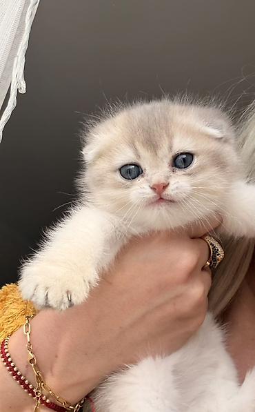 Pişiklər: Şotland yastı qulaq, Dişi — 3