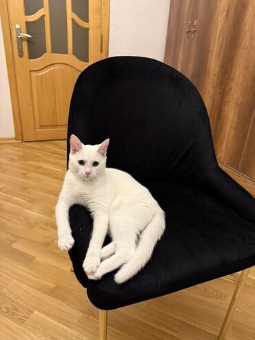 купить собаку в баку: В добрые руки