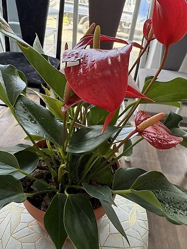 Антуриумы: Антуриум (Anthurium) в горшке - Компактный куст с плотными глянцевыми — 5