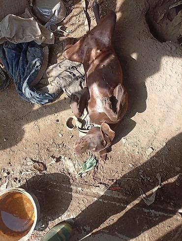 Отдам даром собаку: Собака даром: Курцхаар, 10 месяцев, Самка, С прививкой — 1