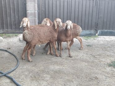 продаю музоо торпок корова самка бык самец айрширская ангус алатауская на забой для разведения на откорм племенные нетель привязанные: Продаю | Ягненок | Арашан | Для шерсти | Осеменитель, Племенные, Ягнившаяся